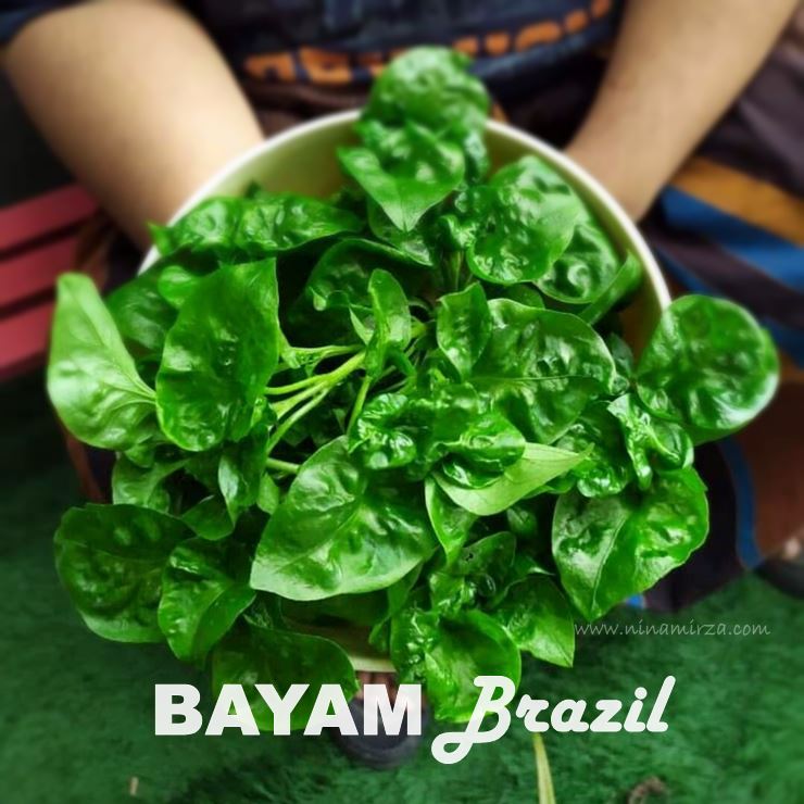 Fakta khasiat BAYAM BRAZIL cara tanam jaga pokok bayam brazil masak apa sedap. Tanam dalam pasu. Mudah dijaga! Cukup air segar