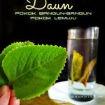 Petua Hilangkan Batuk Tanpa Ubat Air Rebusan Pokok Lemuju